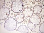 LPIN1 Antibody in Immunohistochemistry (Paraffin) (IHC (P))