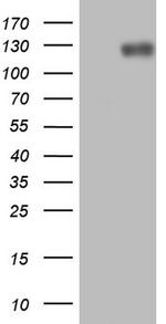 LPIN1 Antibody in Western Blot (WB)