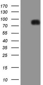 LPIN1 Antibody in Western Blot (WB)