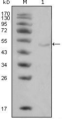 LPL Antibody in Western Blot (WB)