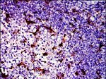 LPlunc1 Antibody in Immunohistochemistry (Paraffin) (IHC (P))