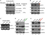 LRP1 Antibody in Western Blot, Immunoprecipitation (WB, IP)