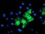 LRRC50 Antibody in Immunocytochemistry (ICC/IF)