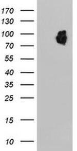 LRRC50 Antibody in Western Blot (WB)