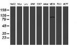 LRRC50 Antibody in Western Blot (WB)