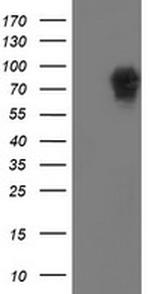 LRRC50 Antibody in Western Blot (WB)