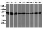 LRRC50 Antibody in Western Blot (WB)