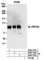 LRRC8A Antibody in Western Blot (WB)