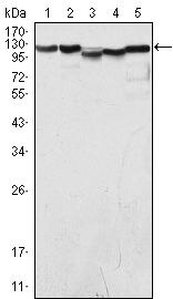 LSD1 Antibody in Western Blot (WB)