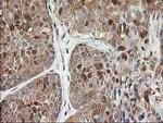 LSM1 Antibody in Immunohistochemistry (Paraffin) (IHC (P))