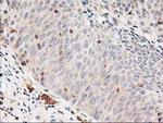 LSM1 Antibody in Immunohistochemistry (Paraffin) (IHC (P))