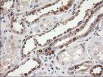 LSM1 Antibody in Immunohistochemistry (Paraffin) (IHC (P))