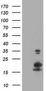 LSM1 Antibody in Western Blot (WB)