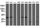 LSM1 Antibody in Western Blot (WB)