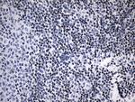 LSM11 Antibody in Immunohistochemistry (Paraffin) (IHC (P))