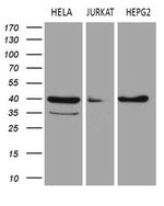 LSM11 Antibody in Western Blot (WB)