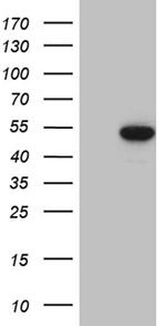 LSM11 Antibody in Western Blot (WB)