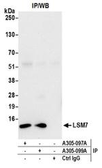 LSM7 Antibody in Western Blot (WB)