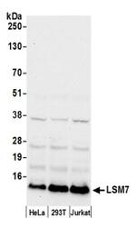 LSM7 Antibody in Western Blot (WB)