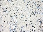 LTA4H Antibody in Immunohistochemistry (Paraffin) (IHC (P))