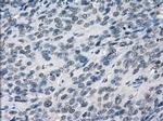 LTA4H Antibody in Immunohistochemistry (Paraffin) (IHC (P))