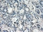 LTA4H Antibody in Immunohistochemistry (Paraffin) (IHC (P))