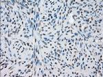 LTA4H Antibody in Immunohistochemistry (Paraffin) (IHC (P))