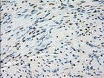 LTA4H Antibody in Immunohistochemistry (Paraffin) (IHC (P))