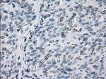 LTA4H Antibody in Immunohistochemistry (Paraffin) (IHC (P))