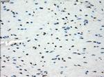 LTA4H Antibody in Immunohistochemistry (Paraffin) (IHC (P))