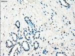 LTA4H Antibody in Immunohistochemistry (Paraffin) (IHC (P))