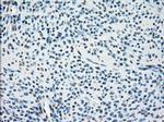 LTA4H Antibody in Immunohistochemistry (Paraffin) (IHC (P))