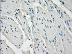 LTA4H Antibody in Immunohistochemistry (Paraffin) (IHC (P))