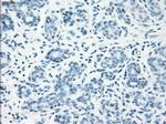 LTA4H Antibody in Immunohistochemistry (Paraffin) (IHC (P))