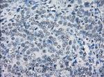 LTA4H Antibody in Immunohistochemistry (Paraffin) (IHC (P))