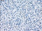 LTA4H Antibody in Immunohistochemistry (Paraffin) (IHC (P))