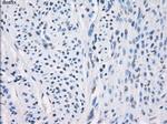 LTA4H Antibody in Immunohistochemistry (Paraffin) (IHC (P))