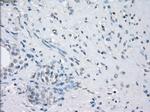 LTA4H Antibody in Immunohistochemistry (Paraffin) (IHC (P))