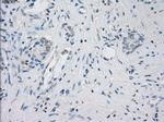 LTA4H Antibody in Immunohistochemistry (Paraffin) (IHC (P))