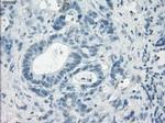 LTA4H Antibody in Immunohistochemistry (Paraffin) (IHC (P))