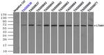 LTA4H Antibody in Immunoprecipitation (IP)