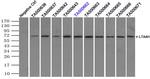 LTA4H Antibody in Immunoprecipitation (IP)