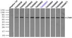 LTA4H Antibody in Immunoprecipitation (IP)