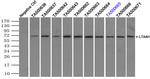 LTA4H Antibody in Immunoprecipitation (IP)