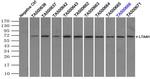 LTA4H Antibody in Immunoprecipitation (IP)