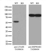 LTA4H Antibody