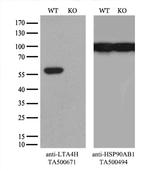 LTA4H Antibody