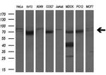 LTA4H Antibody in Western Blot (WB)