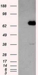 LTA4H Antibody in Western Blot (WB)