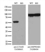 LTA4H Antibody in Western Blot (WB)